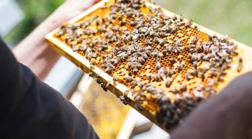 Wie-entsteht-Honig?